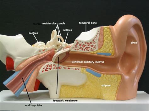inner ear 3d model|inner ear anatomy quiz.